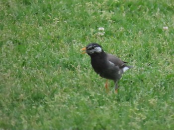 White-cheeked Starling 淀川 Mon, 5/6/2024