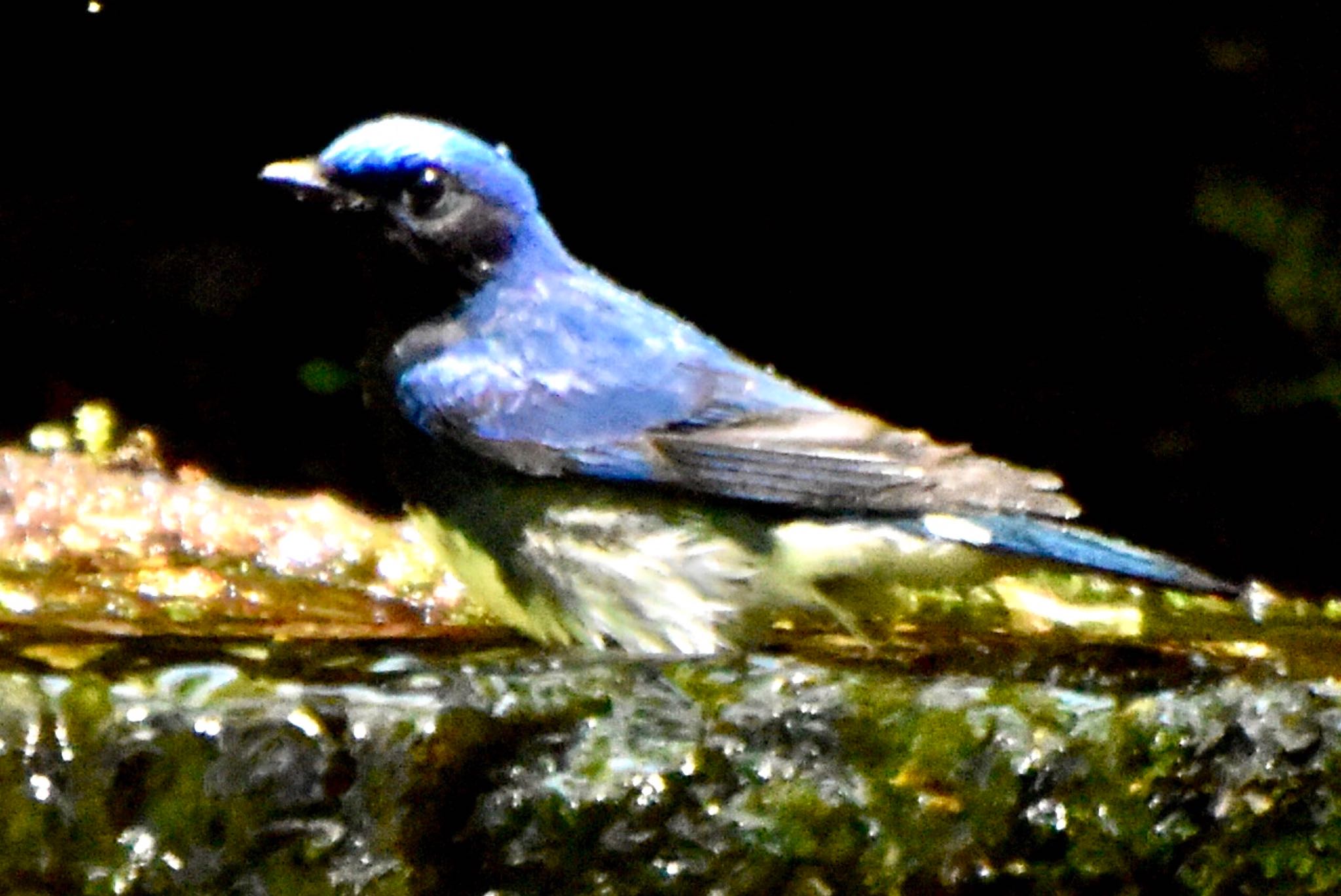 Blue-and-white Flycatcher