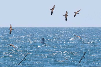 Streaked Shearwater 静岡県 Sun, 5/5/2024