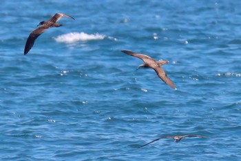 Streaked Shearwater 静岡県 Sun, 5/5/2024