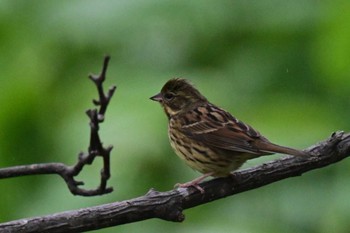 Masked Bunting 札幌市南区 自宅の庭 Tue, 5/7/2024