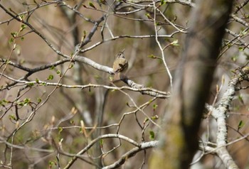 Sakhalin Leaf Warbler 大蔵高丸 Fri, 5/3/2024