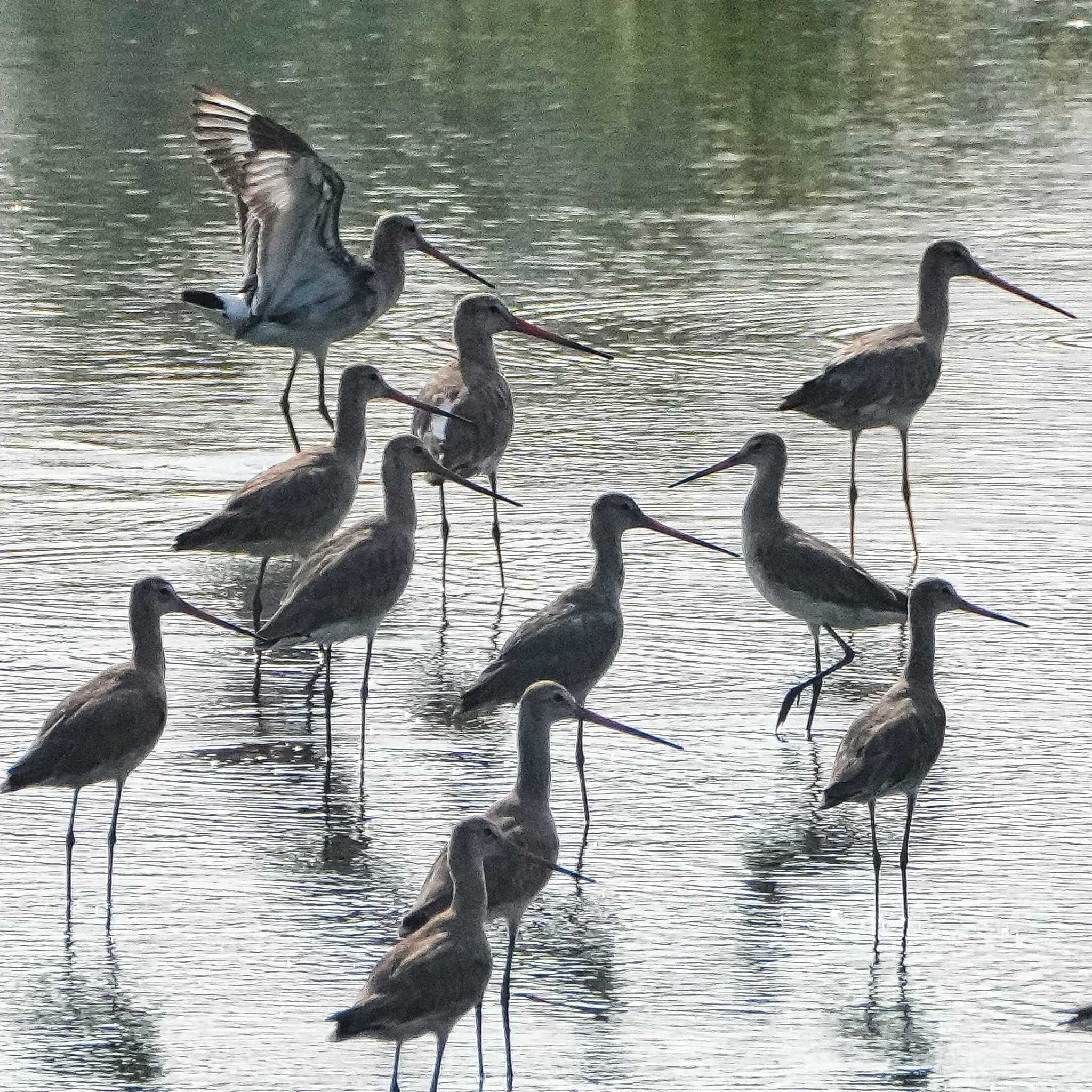 Black-tailed Godwit