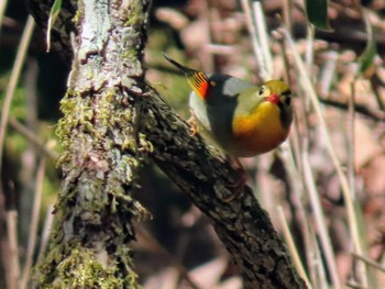 Red-billed Leiothrix Yanagisawa Pass Sun, 5/5/2024