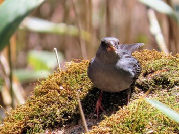 Grey Bunting Yanagisawa Pass Sun, 5/5/2024