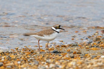 Little Ringed Plover 魚住海岸 Fri, 4/5/2024