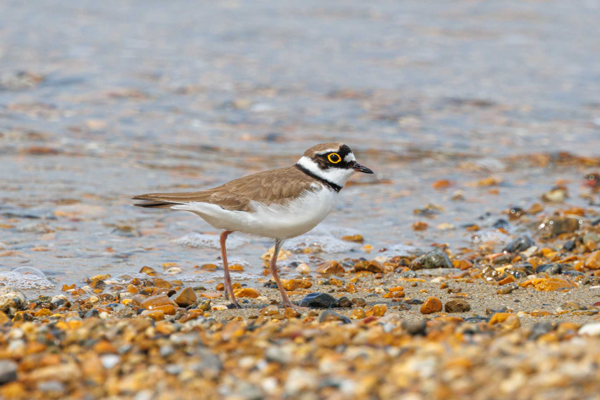 Photo of Little Ringed Plover at 魚住海岸 by ときのたまお