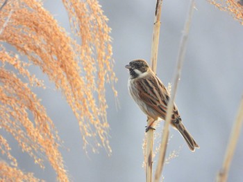 Common Reed Bunting Unknown Spots Sun, 3/17/2024