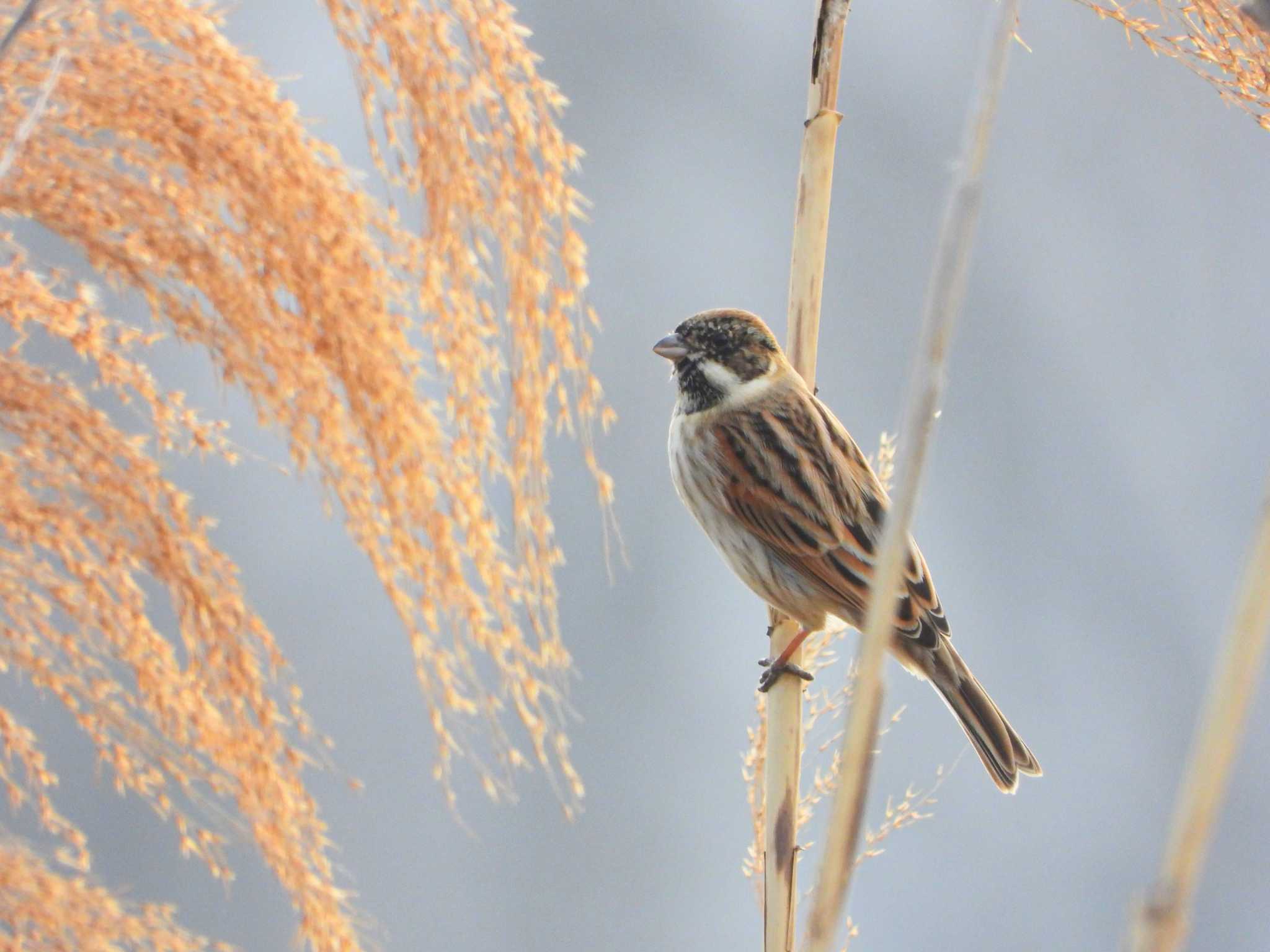 Photo of Common Reed Bunting at  by サジタリウスの眼