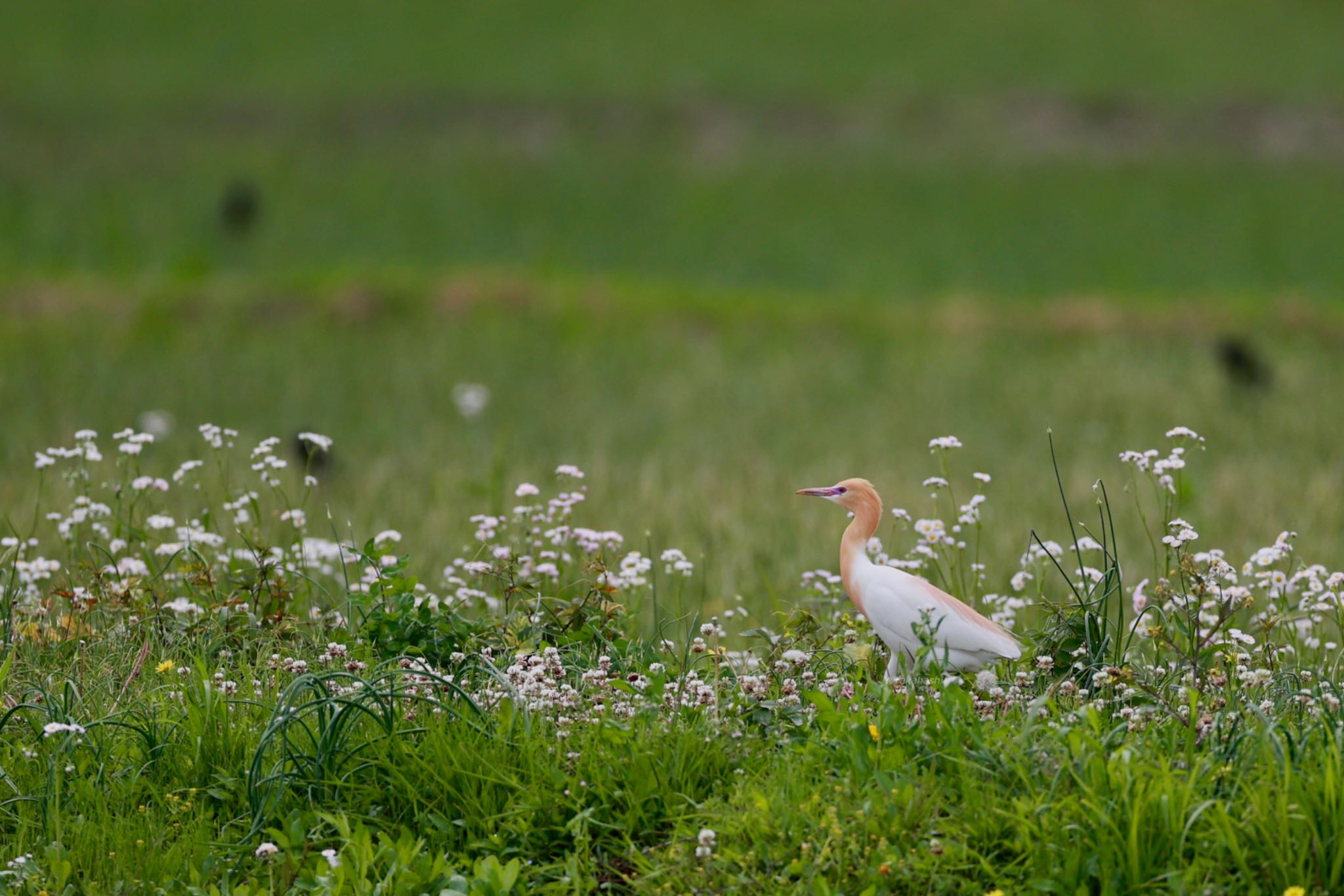 Photo of Eastern Cattle Egret at 大久保農耕地 by 八丈 鶫