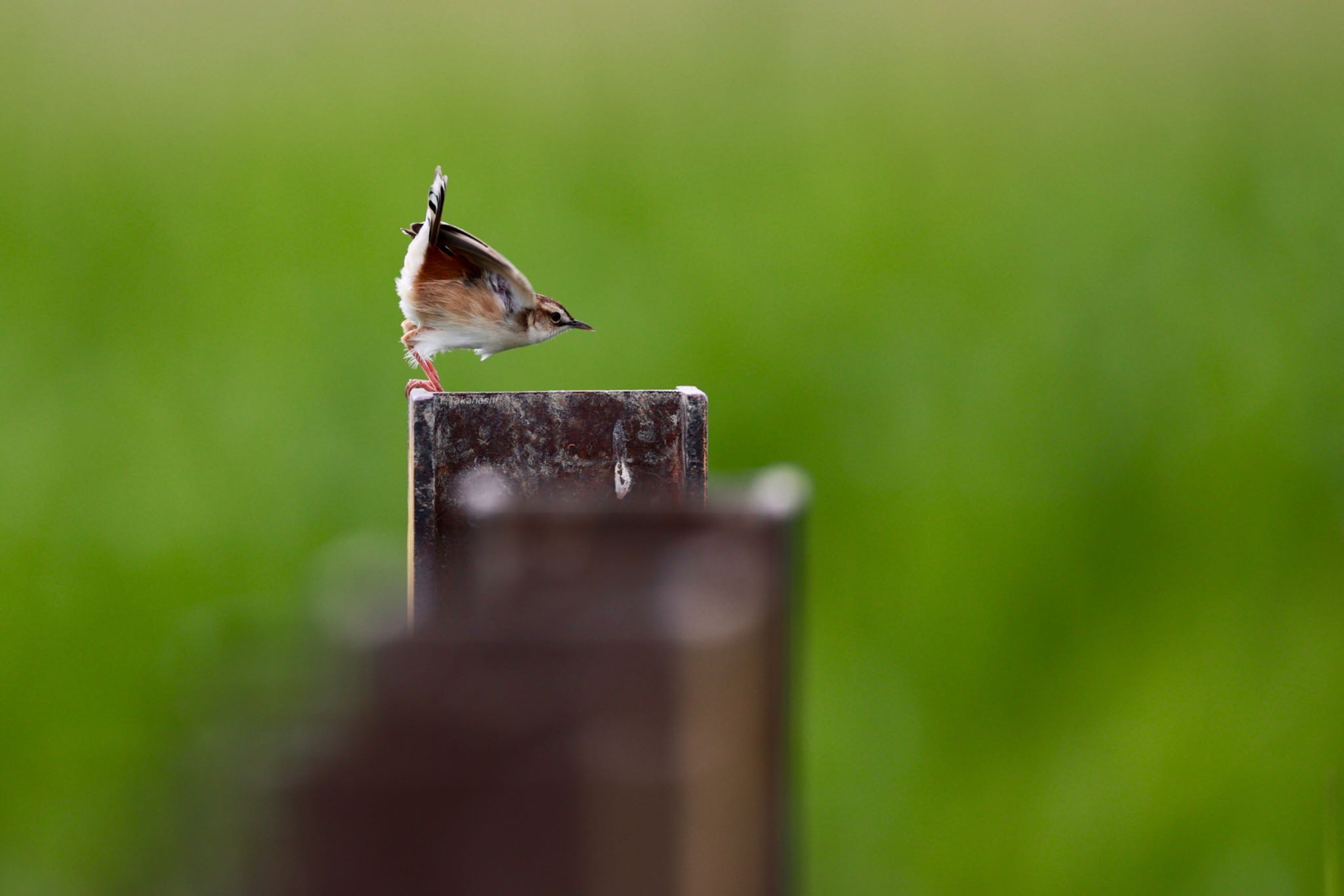 Photo of Zitting Cisticola at 大久保農耕地 by 八丈 鶫