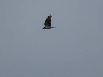 Osprey Fujimae Tidal Flat Mon, 5/6/2024