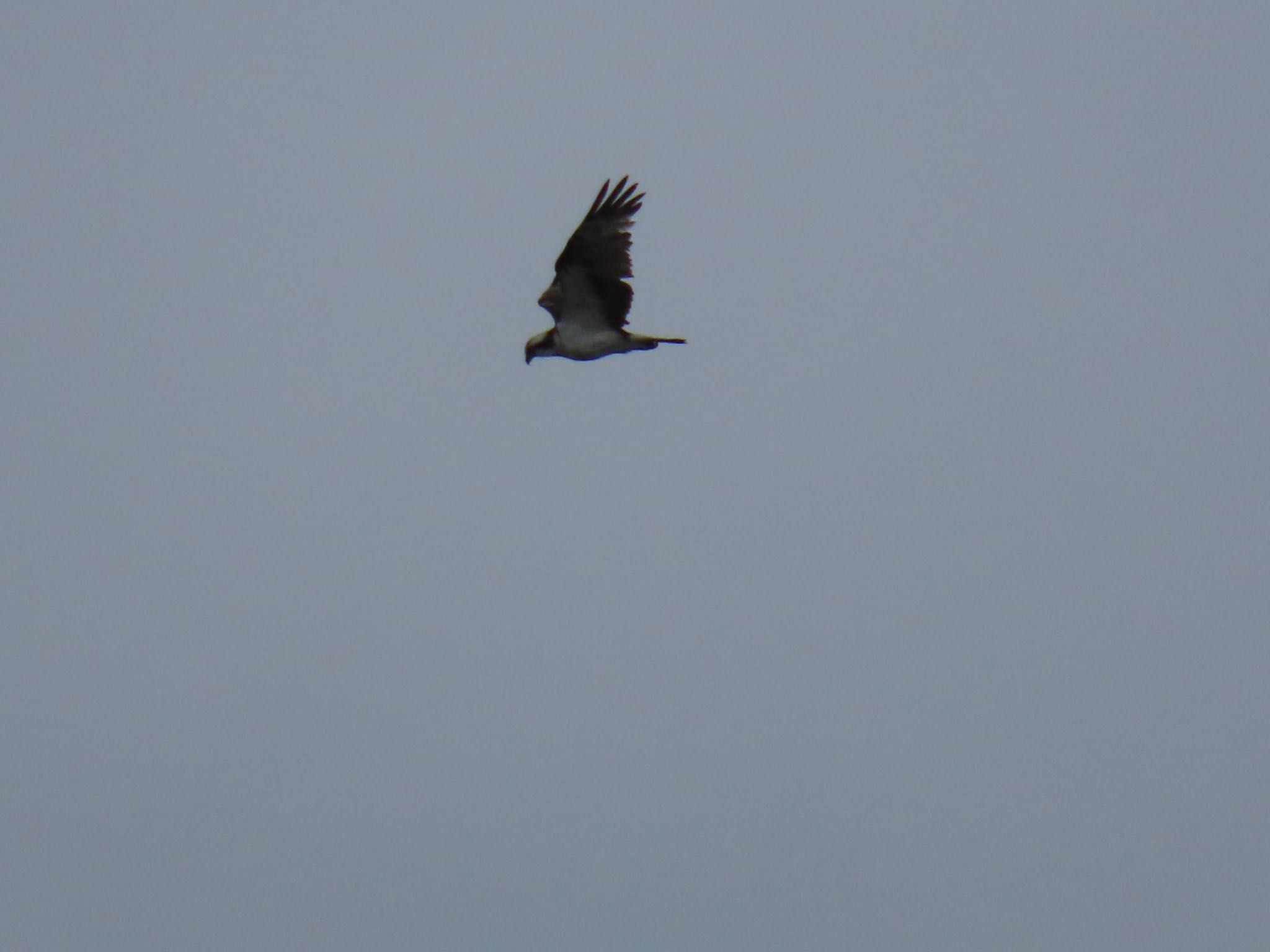 Photo of Osprey at Fujimae Tidal Flat by Maki