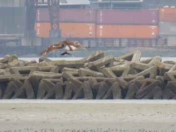 Osprey Fujimae Tidal Flat Mon, 5/6/2024