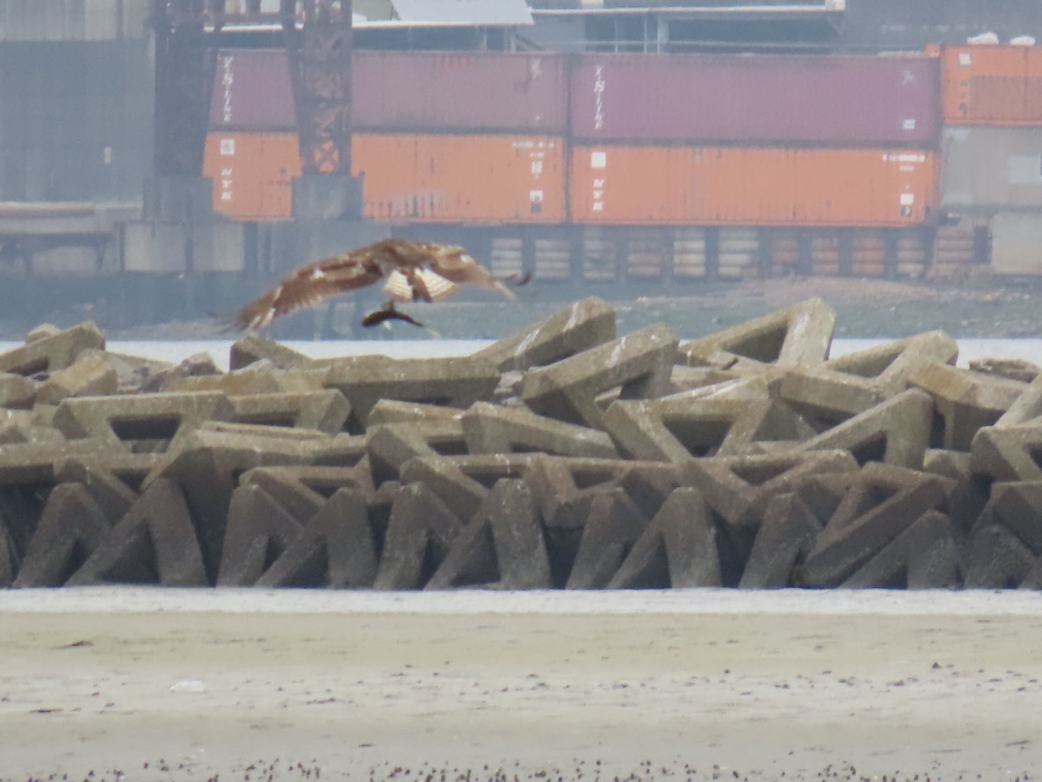 Photo of Osprey at Fujimae Tidal Flat by Maki