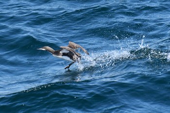 Pacific Loon 八戸-苫小牧航路 Fri, 5/3/2024