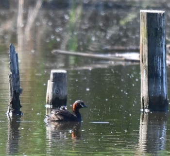 Little Grebe 羽生水郷公園 Sun, 5/5/2024