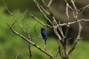Blue-and-white Flycatcher 神奈川県 Mon, 5/6/2024