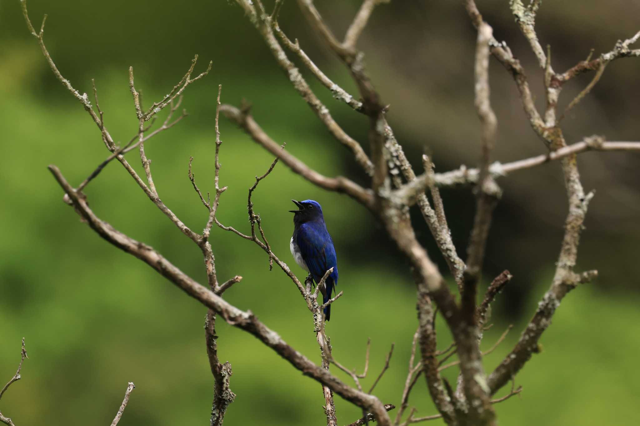 Photo of Blue-and-white Flycatcher at 神奈川県 by shige taka