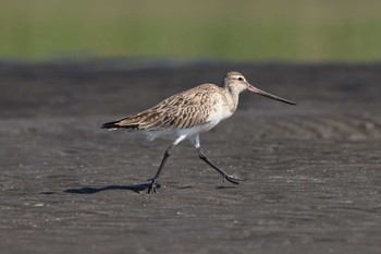 Bar-tailed Godwit 三番瀬 Sun, 5/5/2024