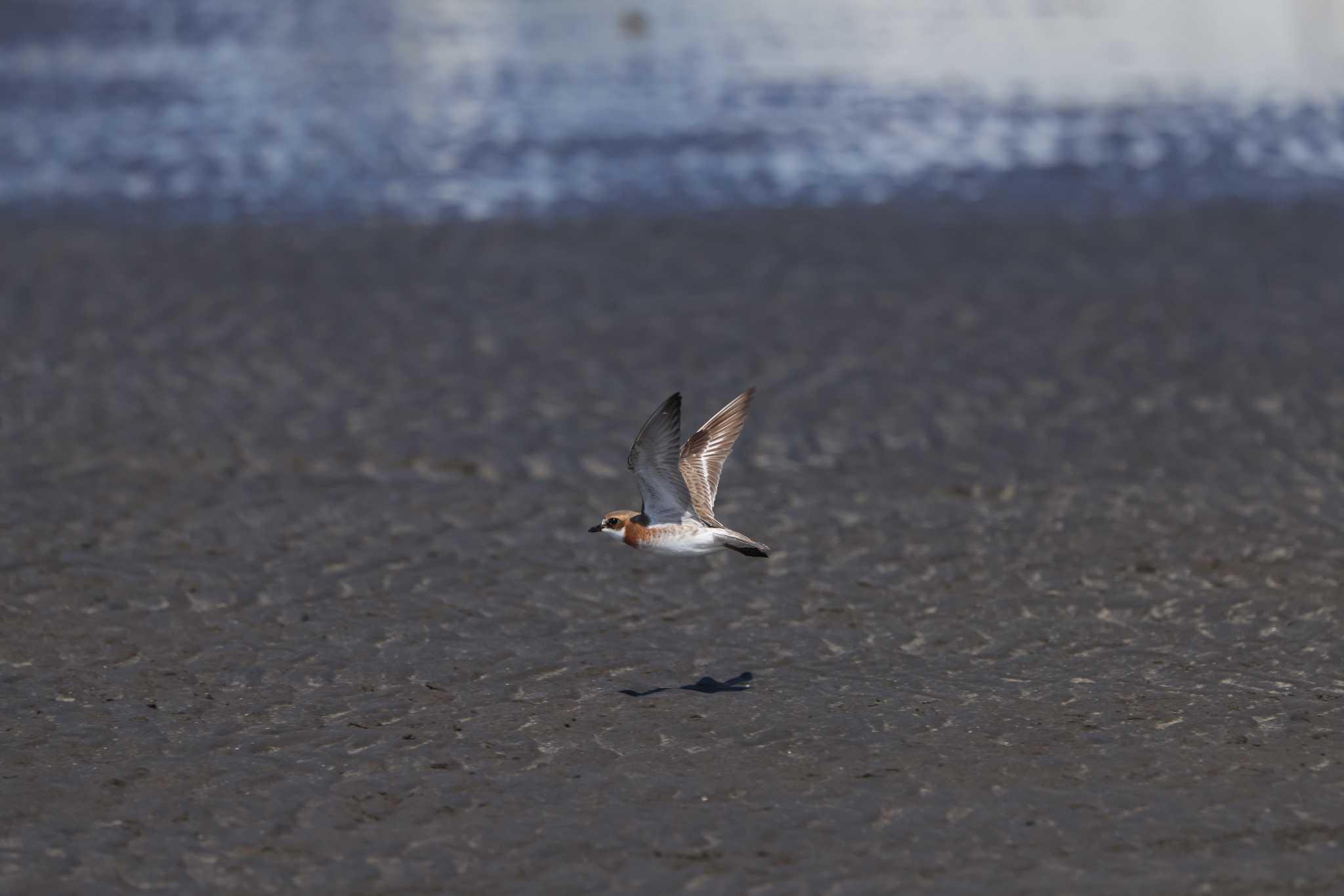 Photo of Siberian Sand Plover at 三番瀬 by shige taka