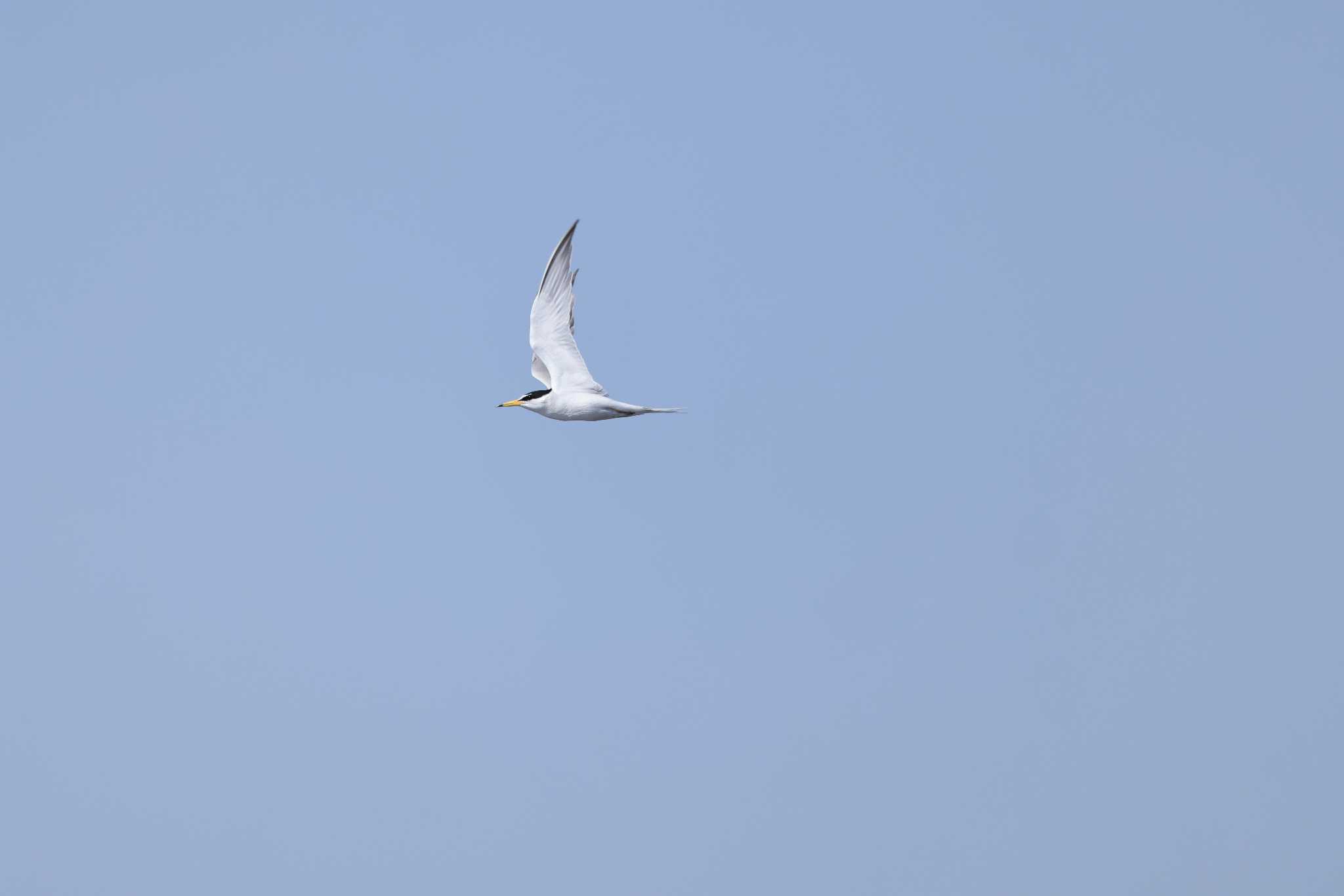 Photo of Little Tern at 三番瀬 by shige taka