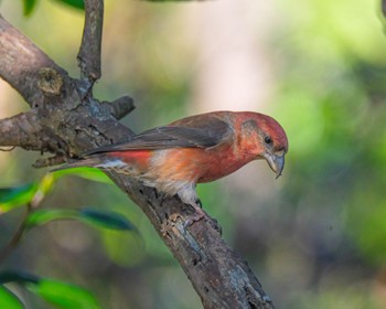 Red Crossbill 千葉県 Sat, 11/4/2023