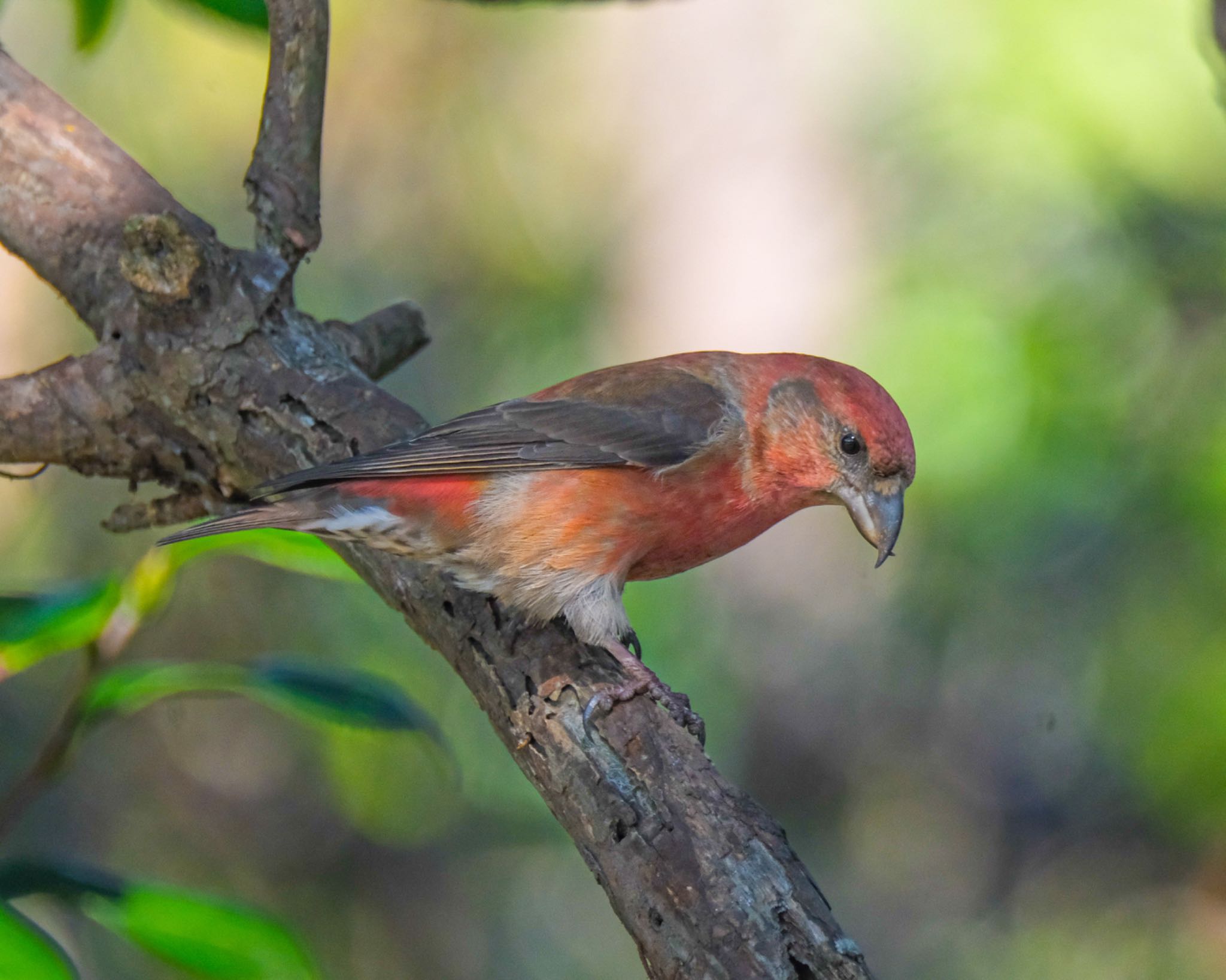 Red Crossbill