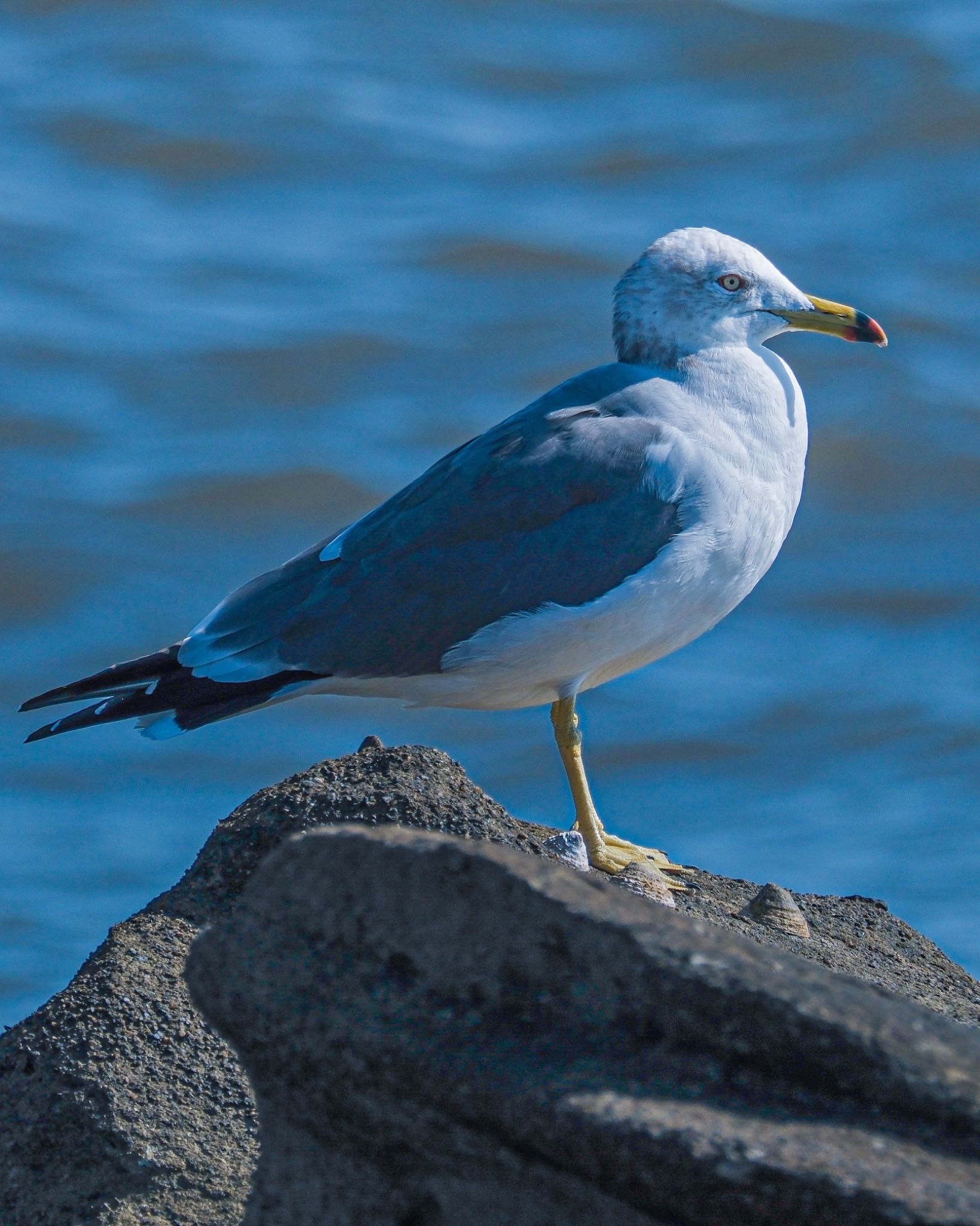 Black-tailed Gull