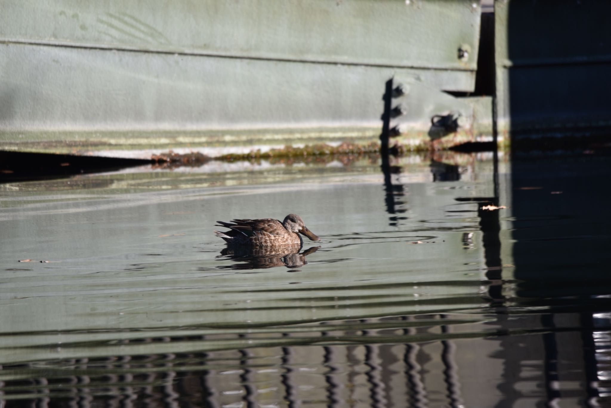 井ノ頭公園 ハシビロガモの写真 by HiroA