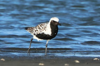 Grey Plover 三番瀬 Sun, 5/5/2024