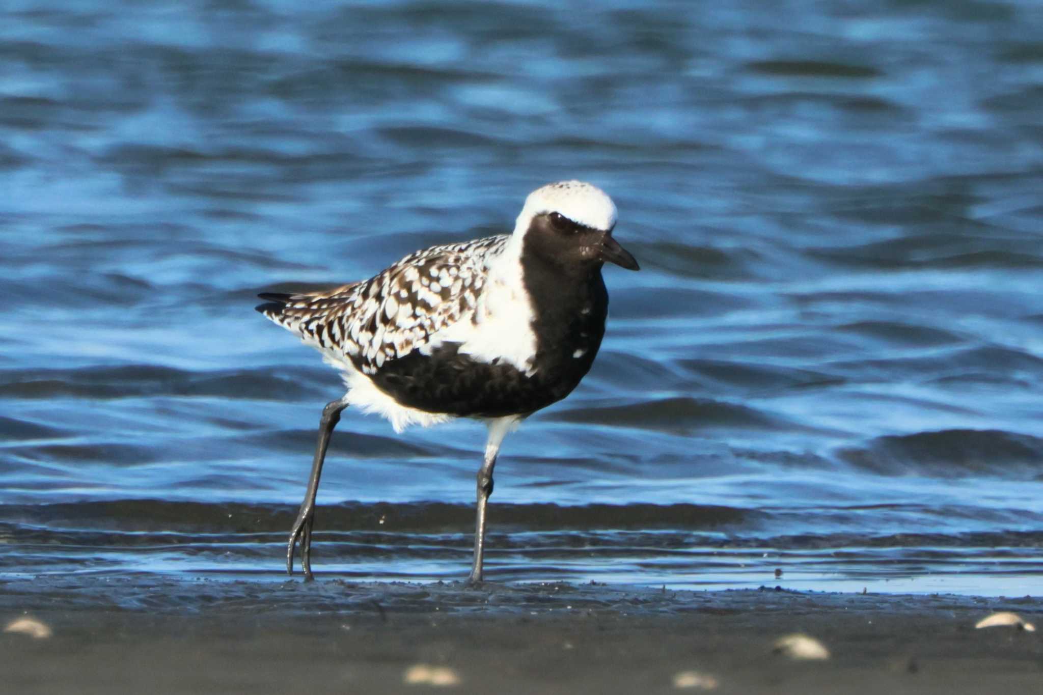 Photo of Grey Plover at 三番瀬 by shige taka