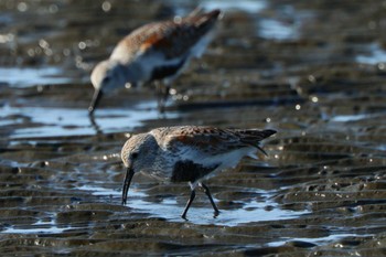 Dunlin 三番瀬 Sun, 5/5/2024