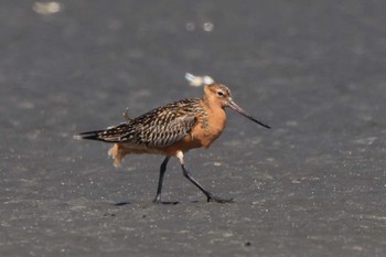 Bar-tailed Godwit 三番瀬 Sun, 5/5/2024