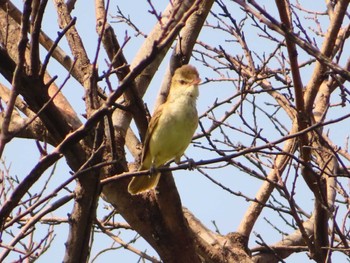 Oriental Reed Warbler Inashiki Sun, 4/28/2024