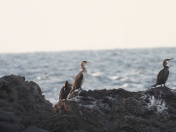 Japanese Cormorant 真鶴岬 Mon, 5/6/2024