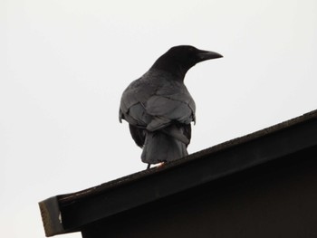 Carrion Crow 真鶴岬 Mon, 5/6/2024