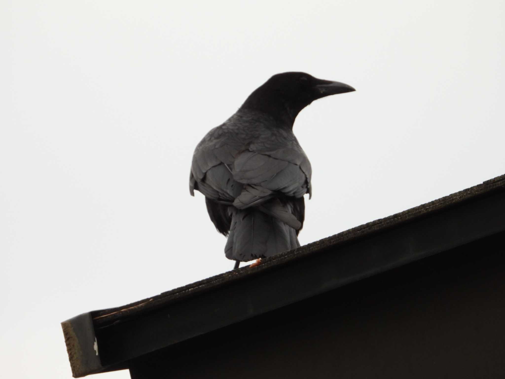 Photo of Carrion Crow at 真鶴岬 by ヨシテル