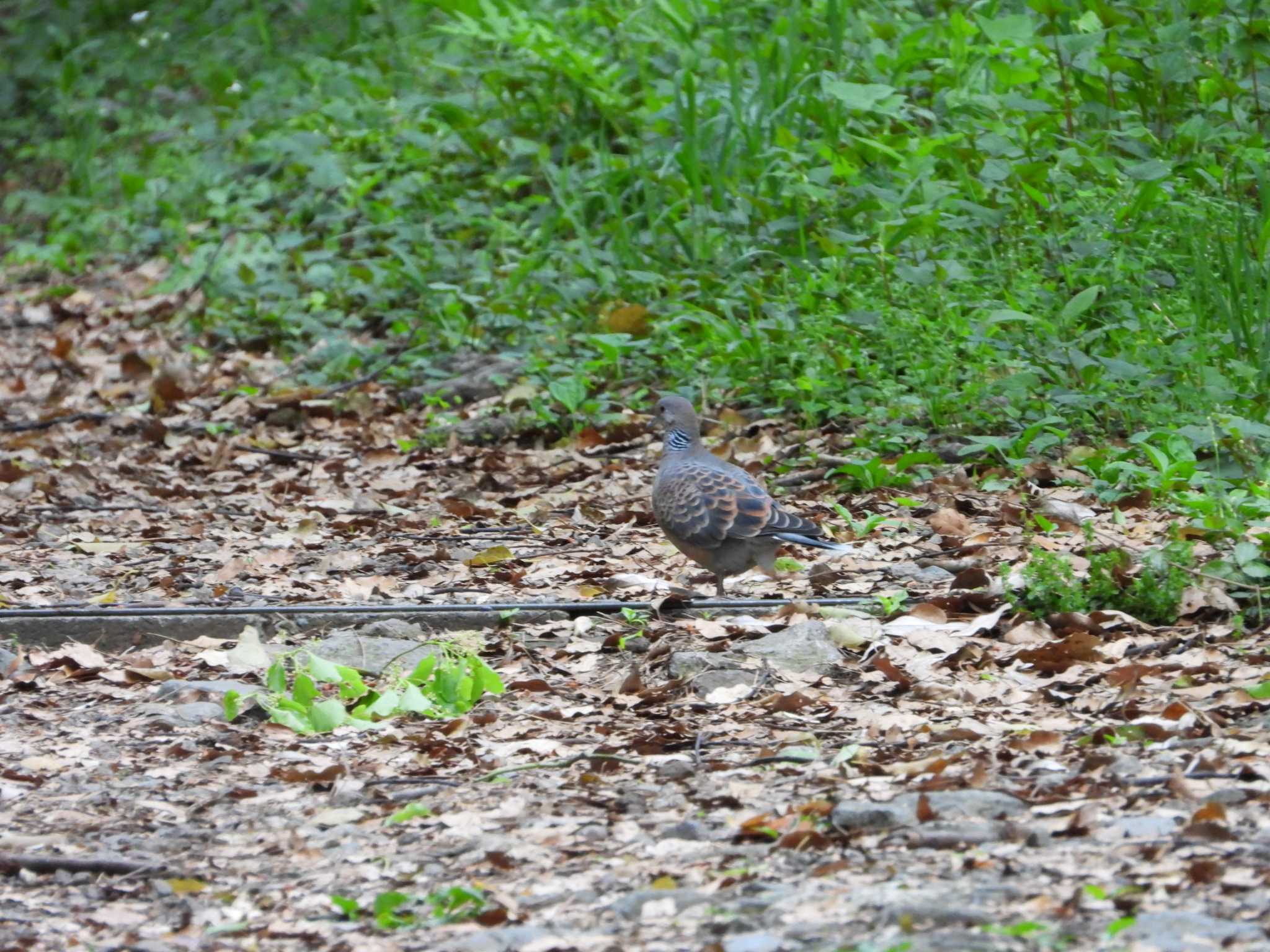 Oriental Turtle Dove