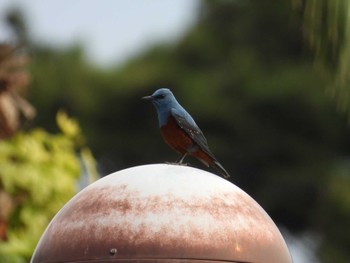 Blue Rock Thrush 真鶴岬 Mon, 5/6/2024