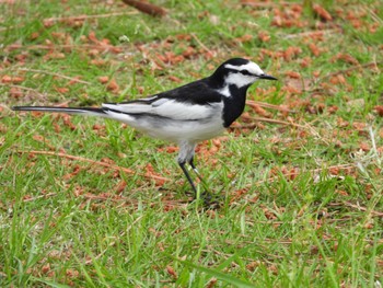 White Wagtail 真鶴岬 Mon, 5/6/2024