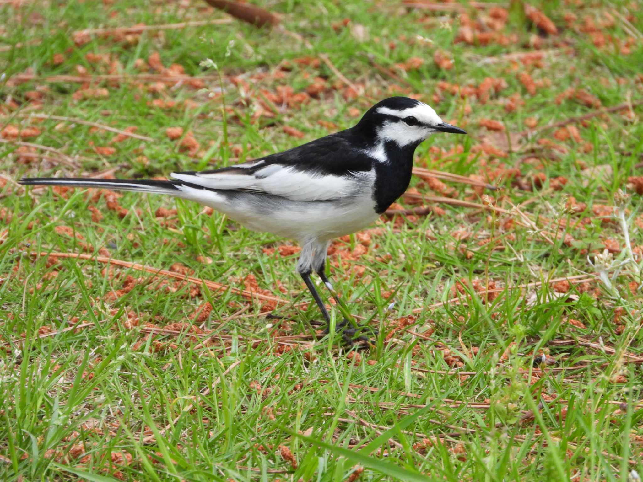 White Wagtail