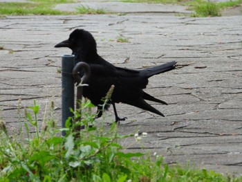 Large-billed Crow 真鶴岬 Mon, 5/6/2024