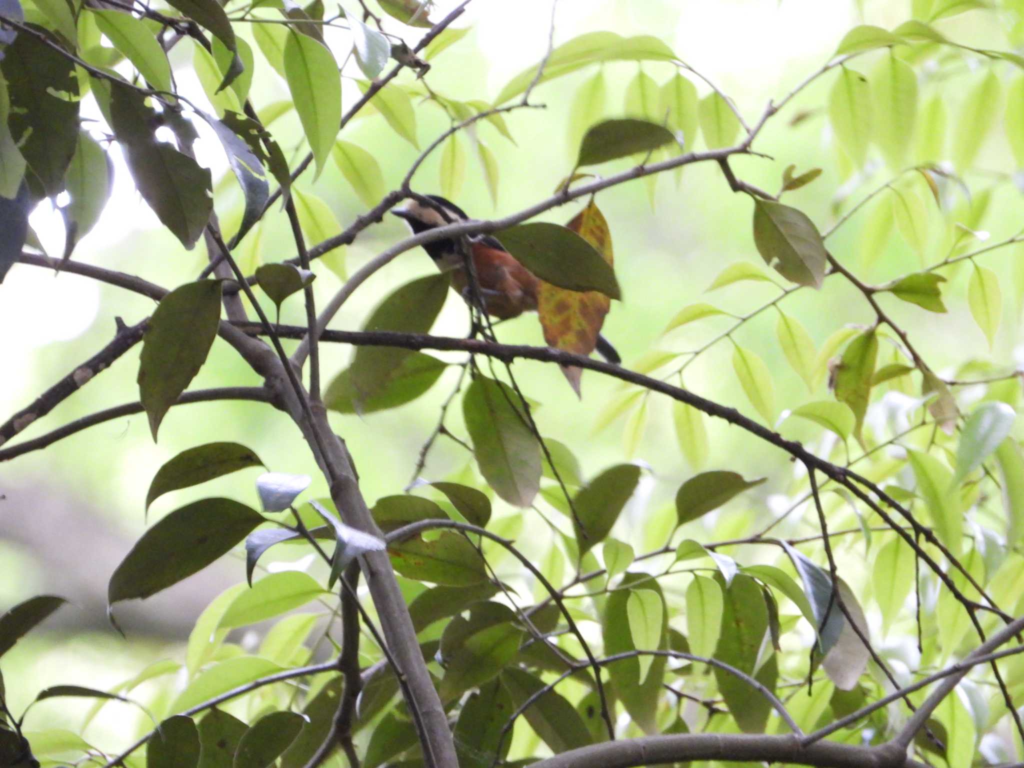 Photo of Varied Tit at 真鶴岬 by ヨシテル