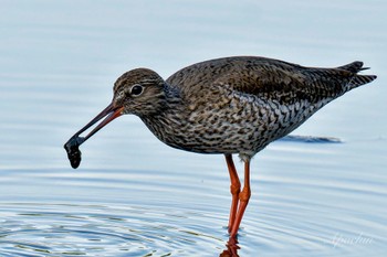 Common Redshank Kasai Rinkai Park Sun, 5/5/2024