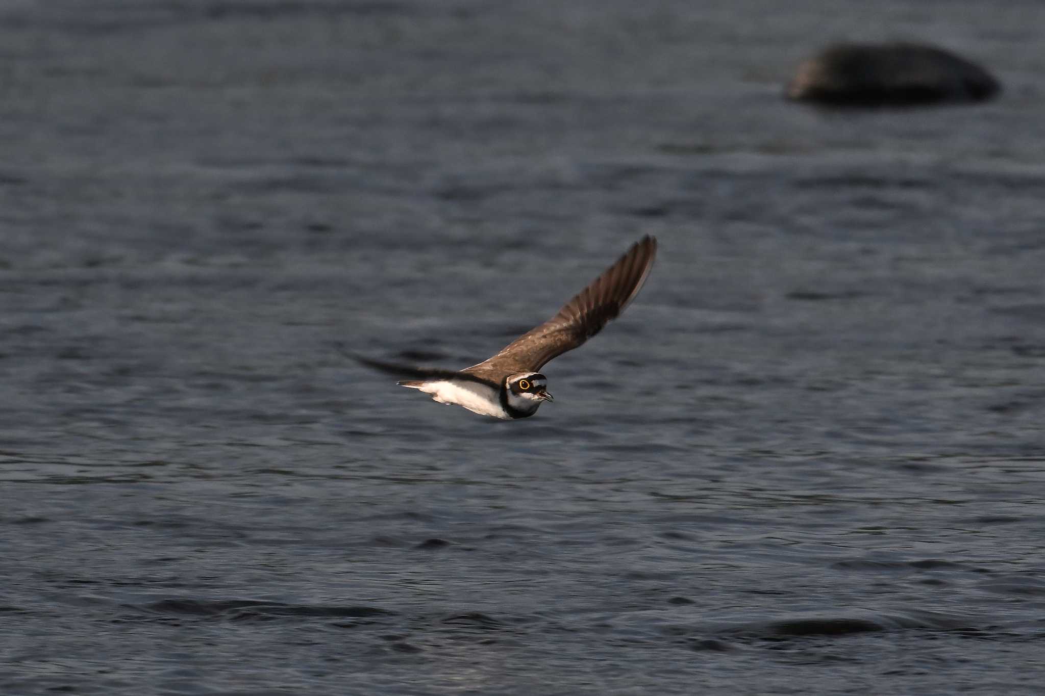 Photo of Little Ringed Plover at 酒匂川河口 by WayPoint