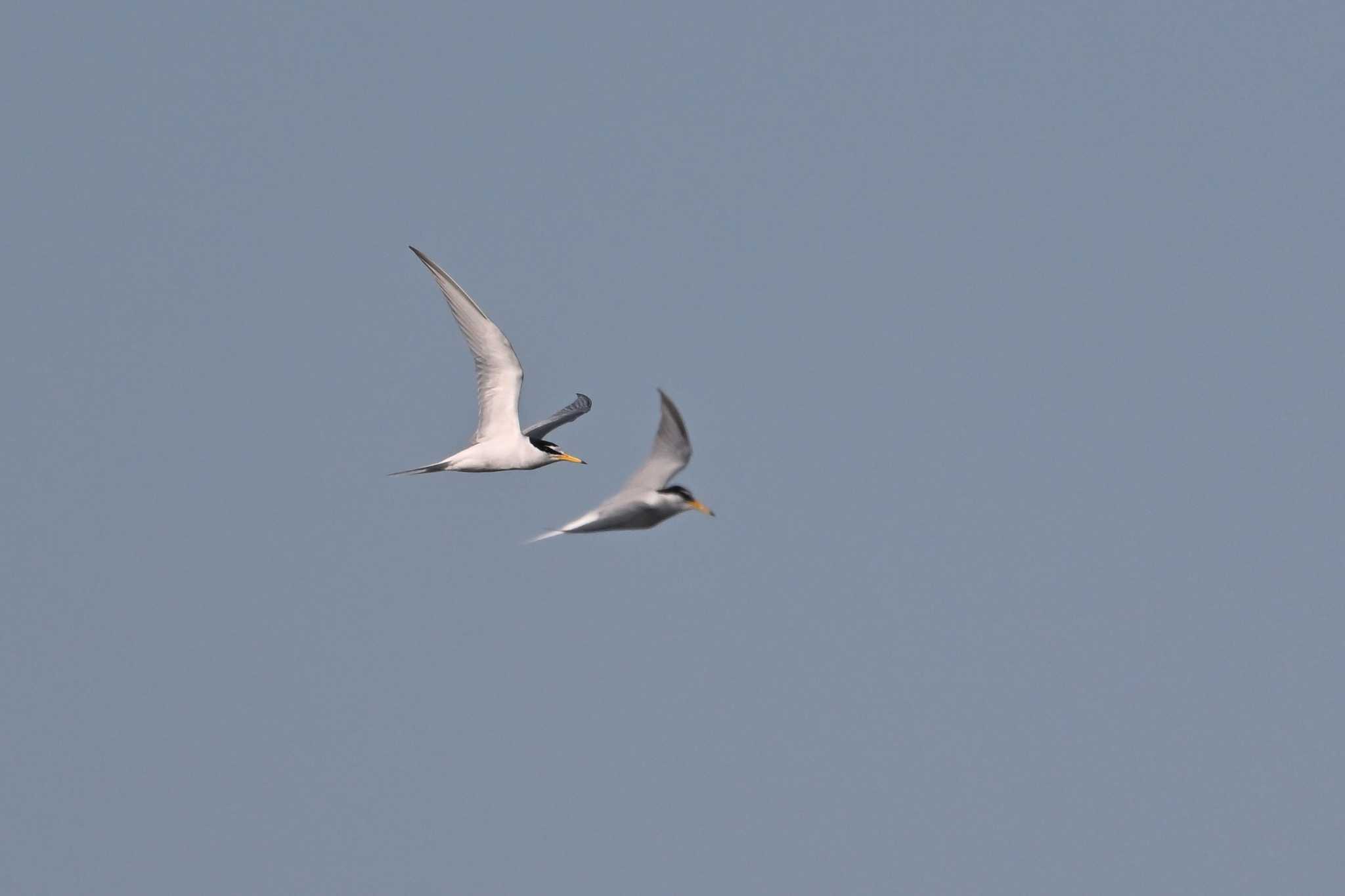 Photo of Little Tern at 酒匂川河口 by WayPoint