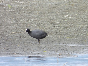 Eurasian Coot 酒匂川河口 Mon, 5/6/2024