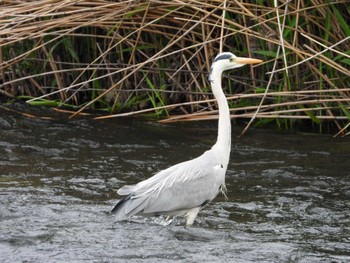 Grey Heron 酒匂川河口 Mon, 5/6/2024