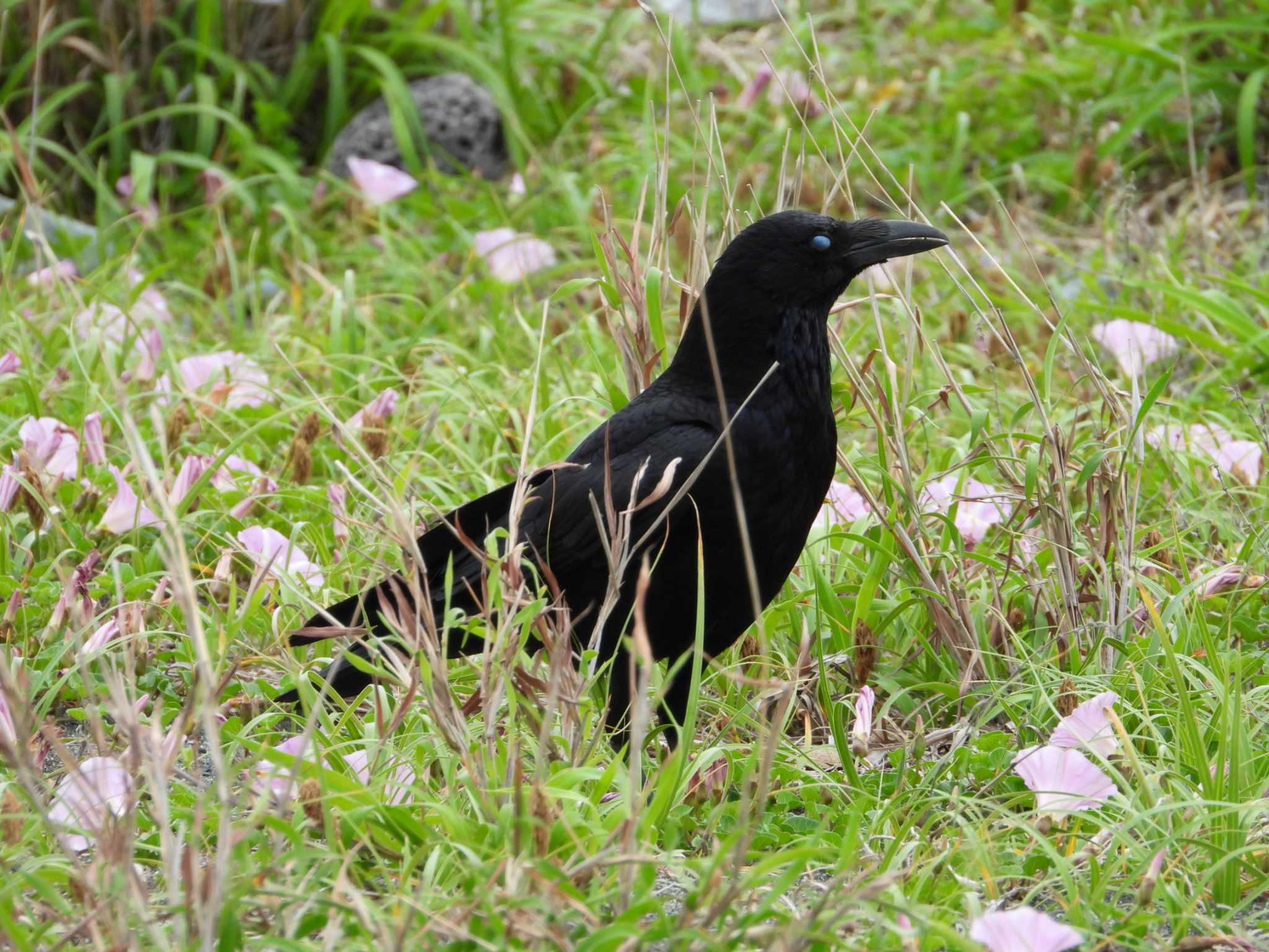 Photo of Carrion Crow at 酒匂川河口 by ヨシテル